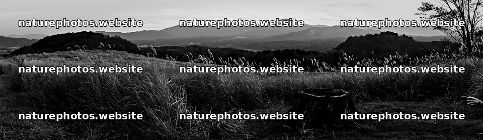 Fukushima native meadow with weathered stump at sunset – nature photos 14762x4268