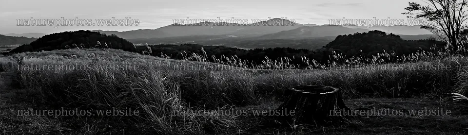 Fukushima native meadow with weathered stump at sunset – nature photos 14762x4268