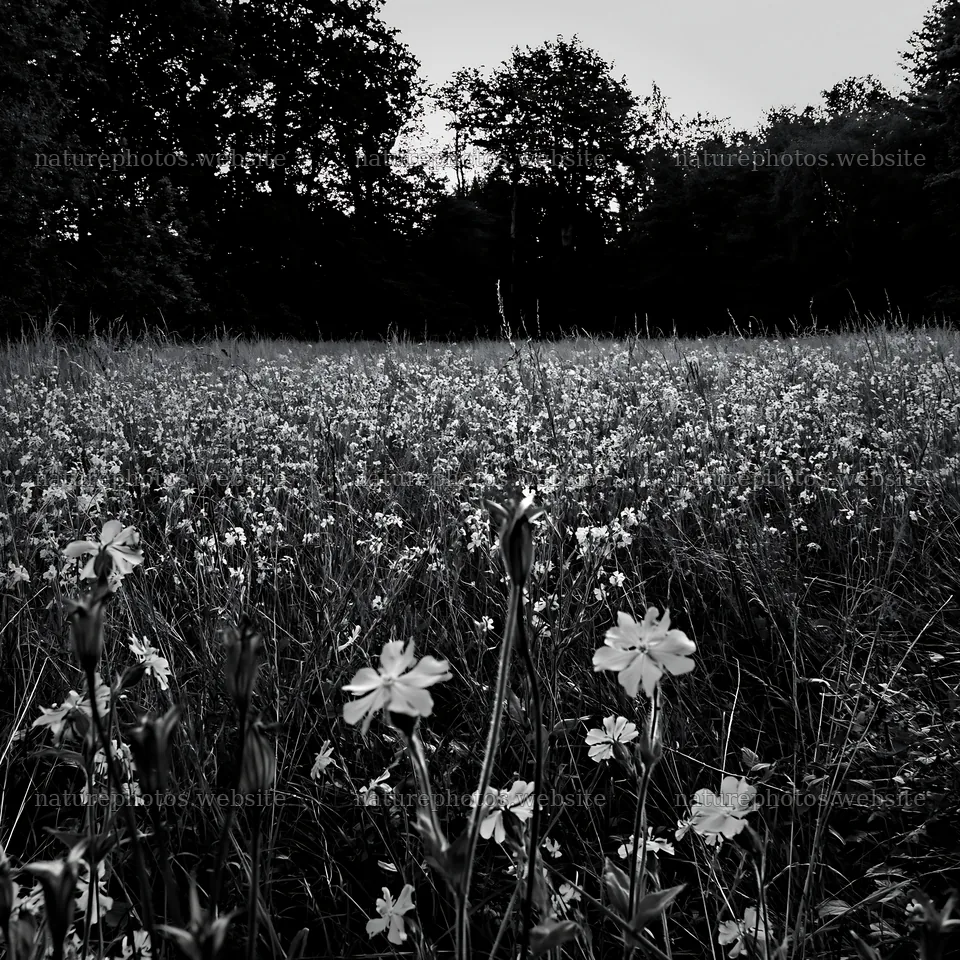 Flowers in a meadow at the forest edge during dusk – nature photos 7938x7938