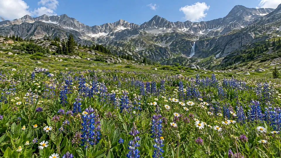 Wildflower Meadow Beneath Snowy Mountain Peaks – nature photos 10324x5812
