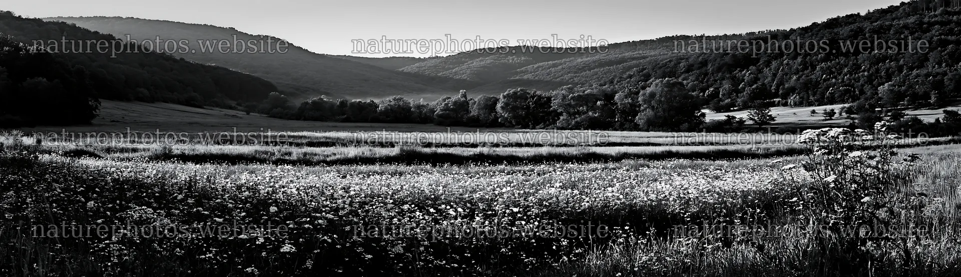 Hungarian meadow with flowers along wooded valley – nature photos 14762x4268