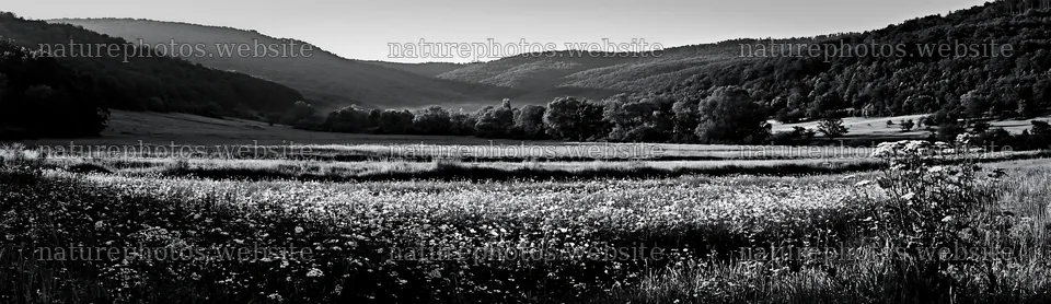 Hungarian meadow with flowers along wooded valley – nature photos 14762x4268
