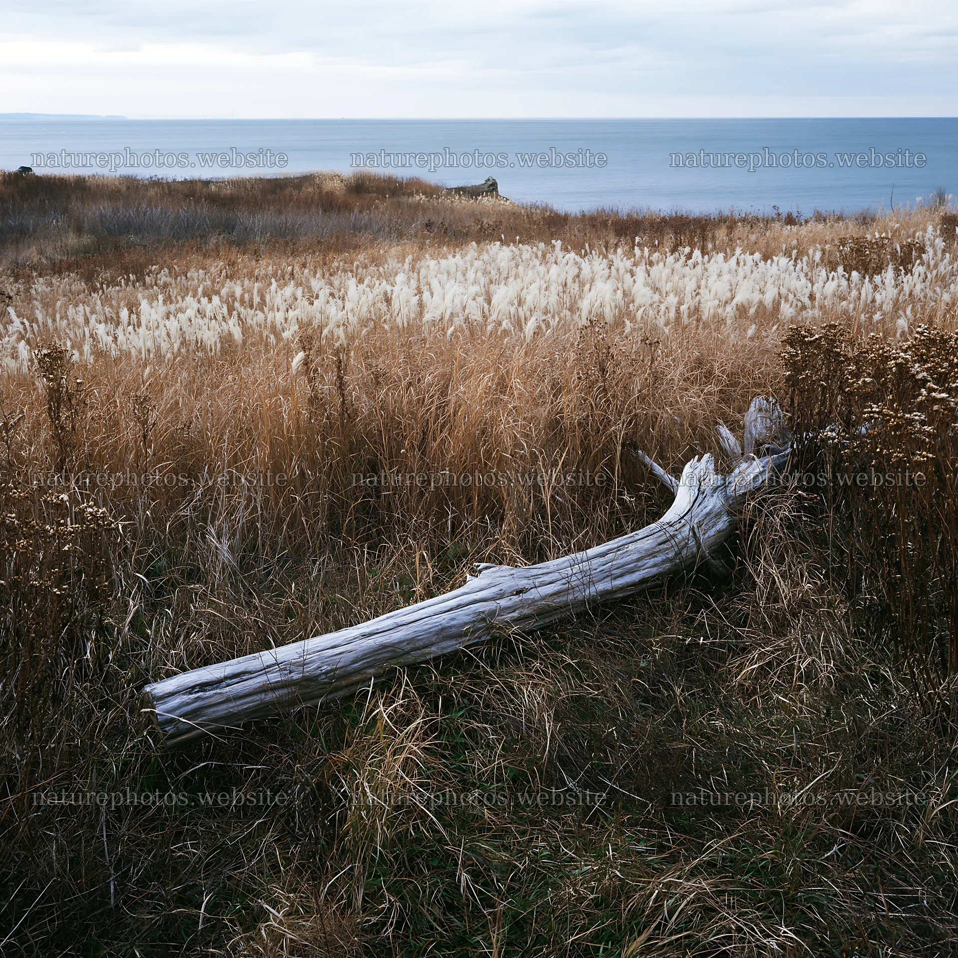 Chiba coastal meadow with driftwood and grass in foreground – nature photos 7938x7938