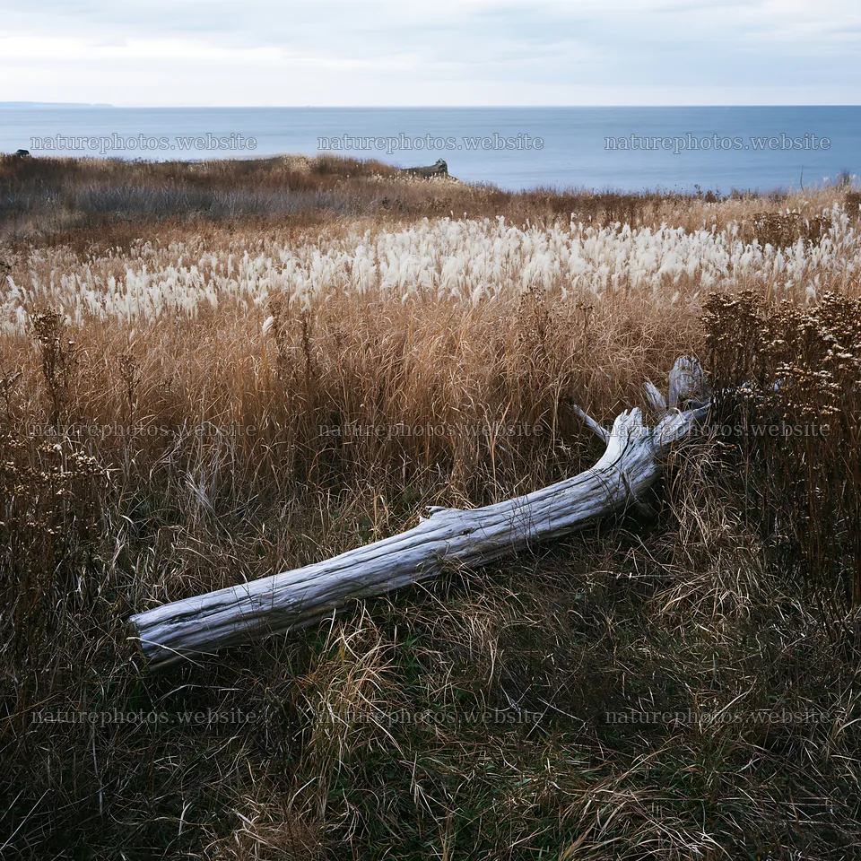 Chiba coastal meadow with driftwood and grass in foreground – nature photos 7938x7938