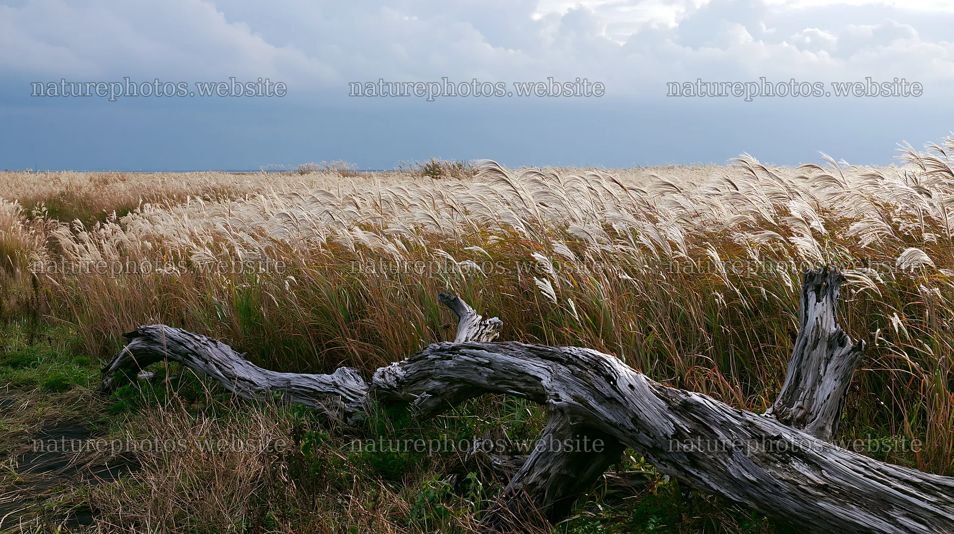 Chiba coastal climate meadow with driftwood in foreground – nature photos 10608x5938