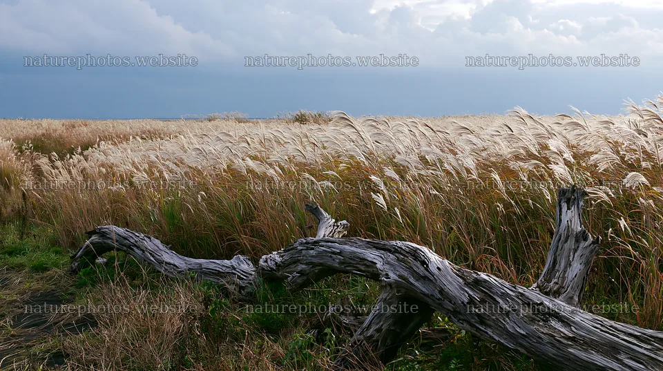 Chiba coastal climate meadow with driftwood in foreground – nature photos 10608x5938
