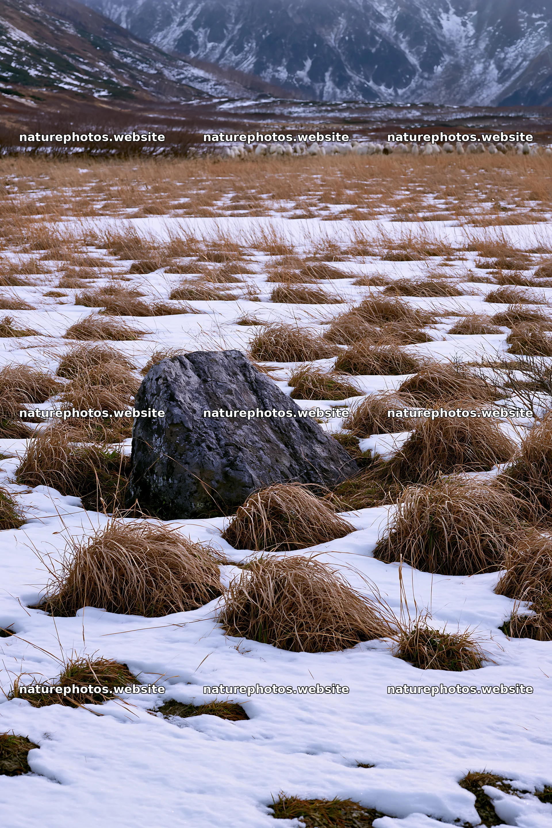 Aomori climate resilient meadow with boulder in snow – nature photos 6480x9722