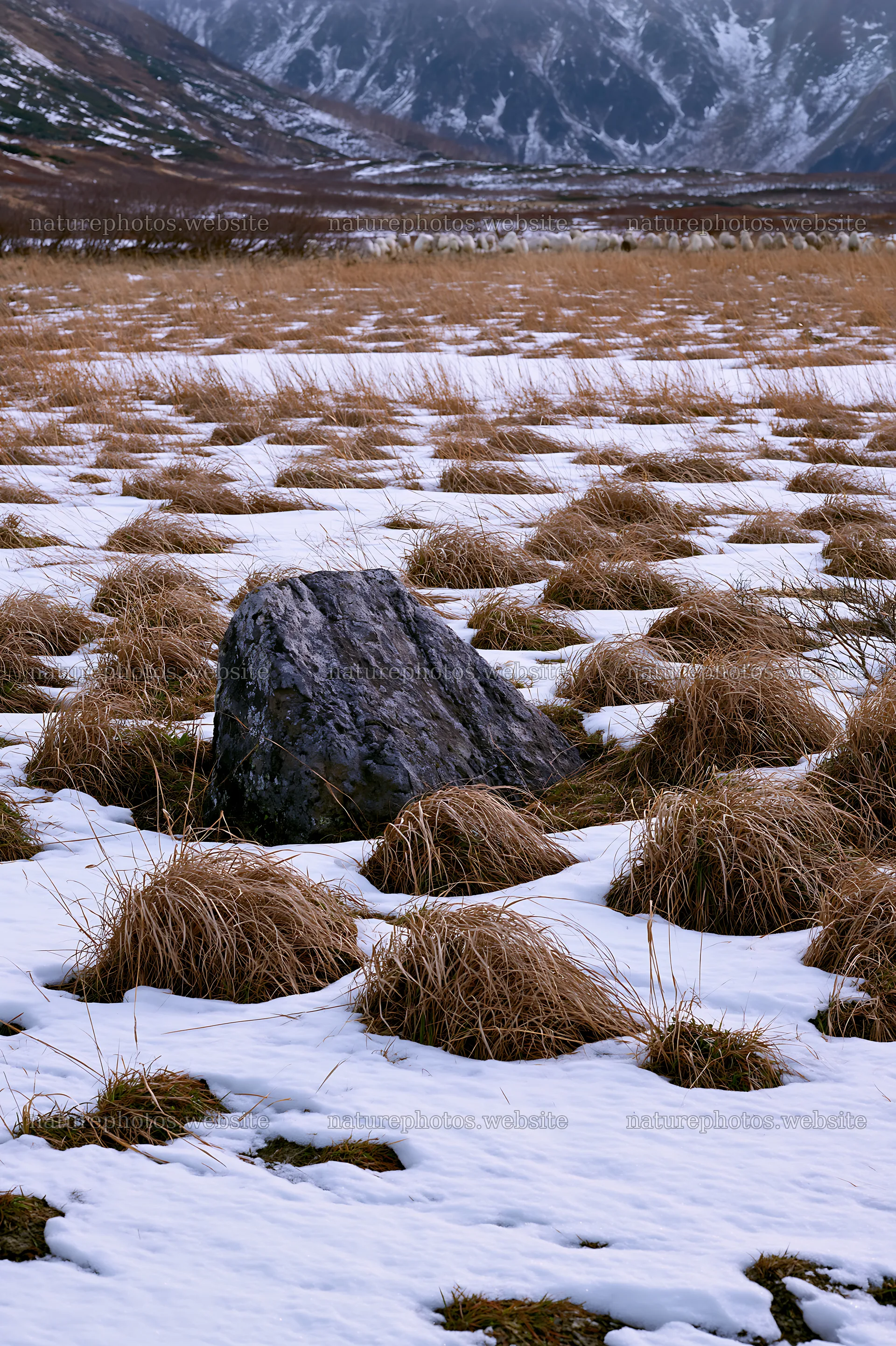 Aomori climate resilient meadow with boulder in snow – nature photos 6480x9722