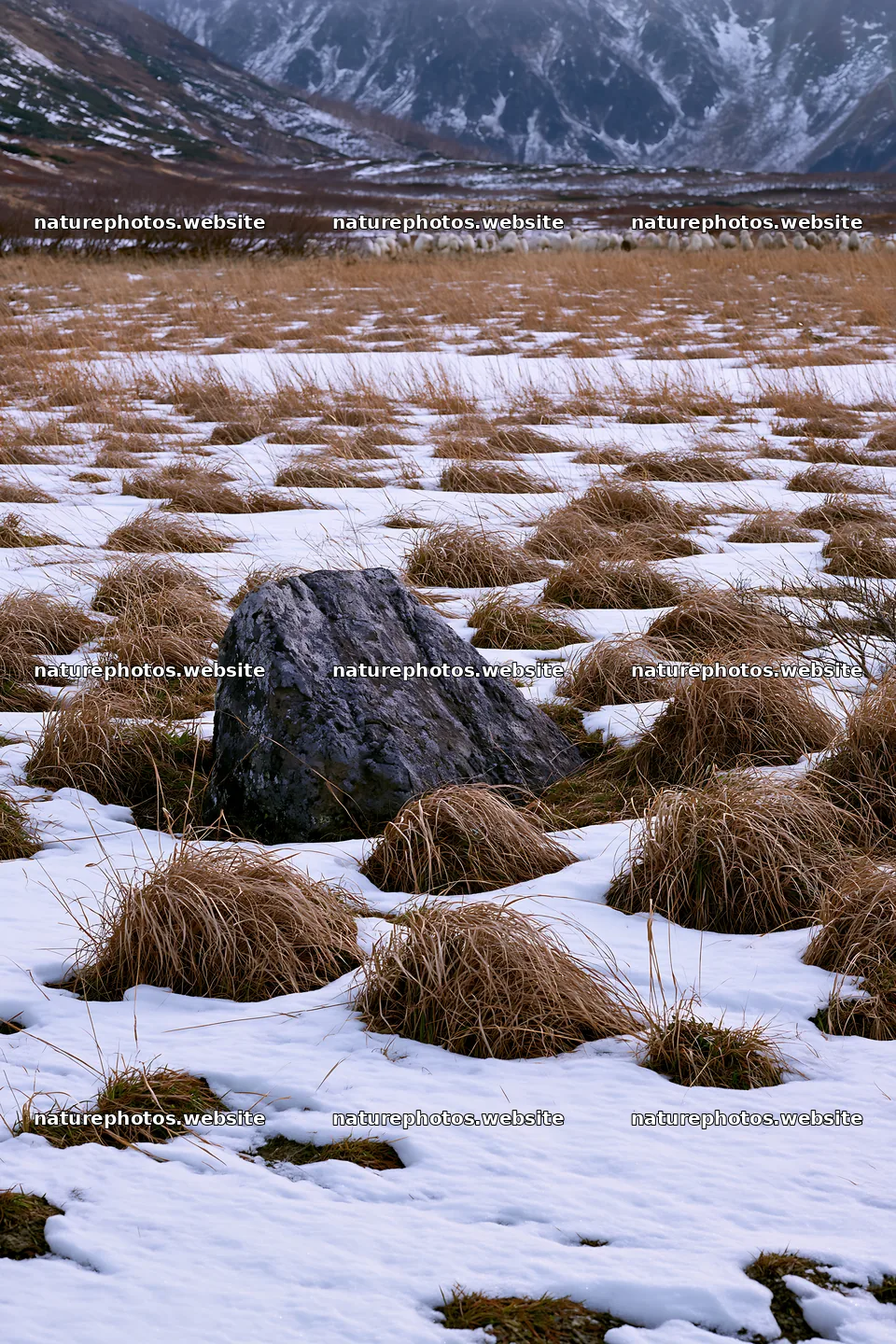 Aomori climate resilient meadow with boulder in snow – nature photos 6480x9722
