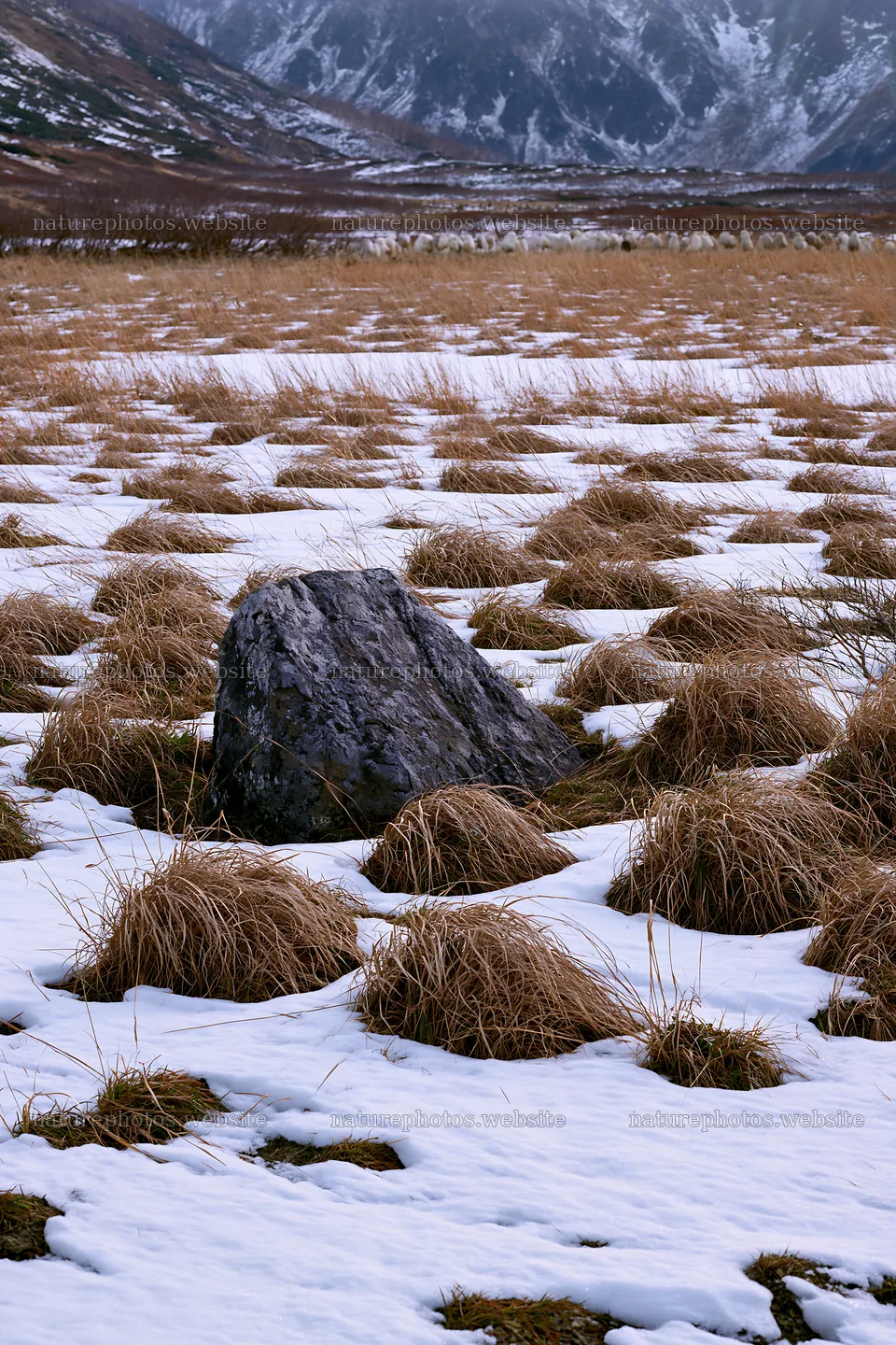 Aomori climate resilient meadow with boulder in snow – nature photos 6480x9722