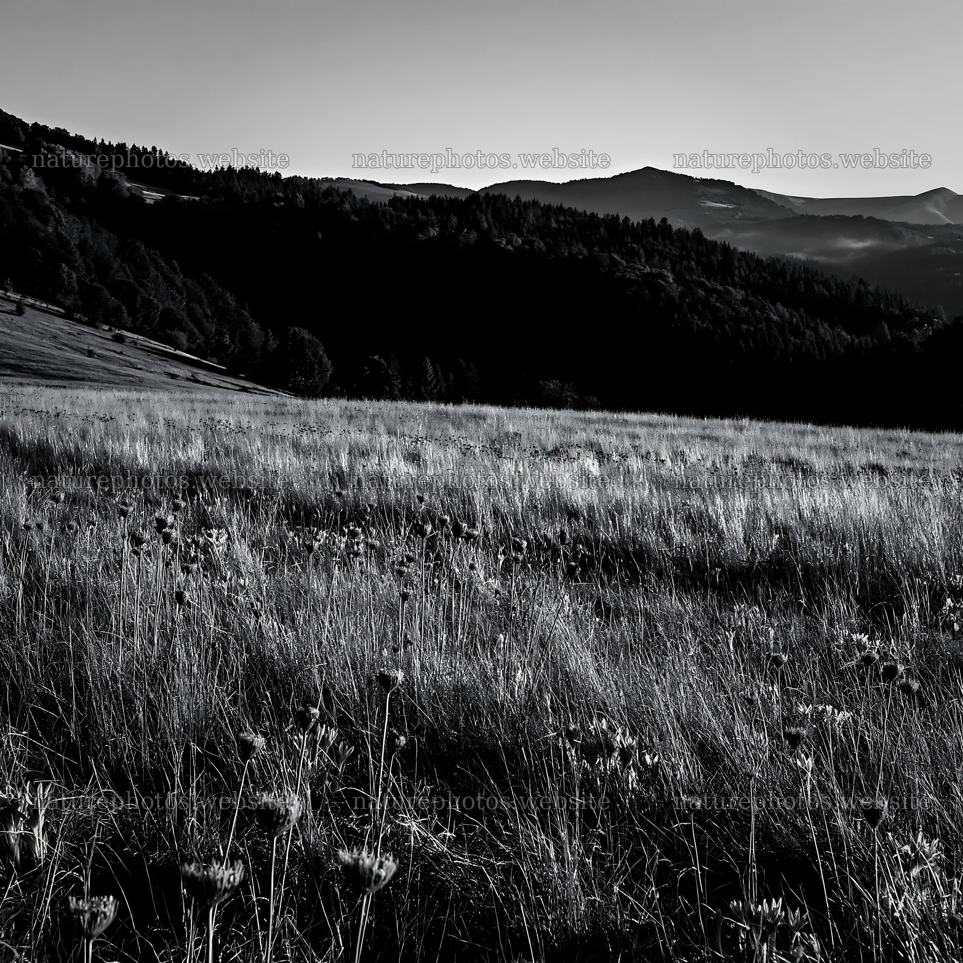 Meadow in the Carpathian valley during dusk – nature photos 7938x7938