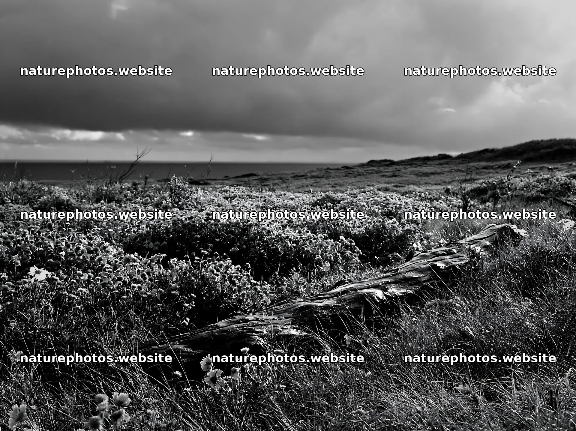 Chiba coastal climate meadow with driftwood in foreground – nature photos 9174x6866