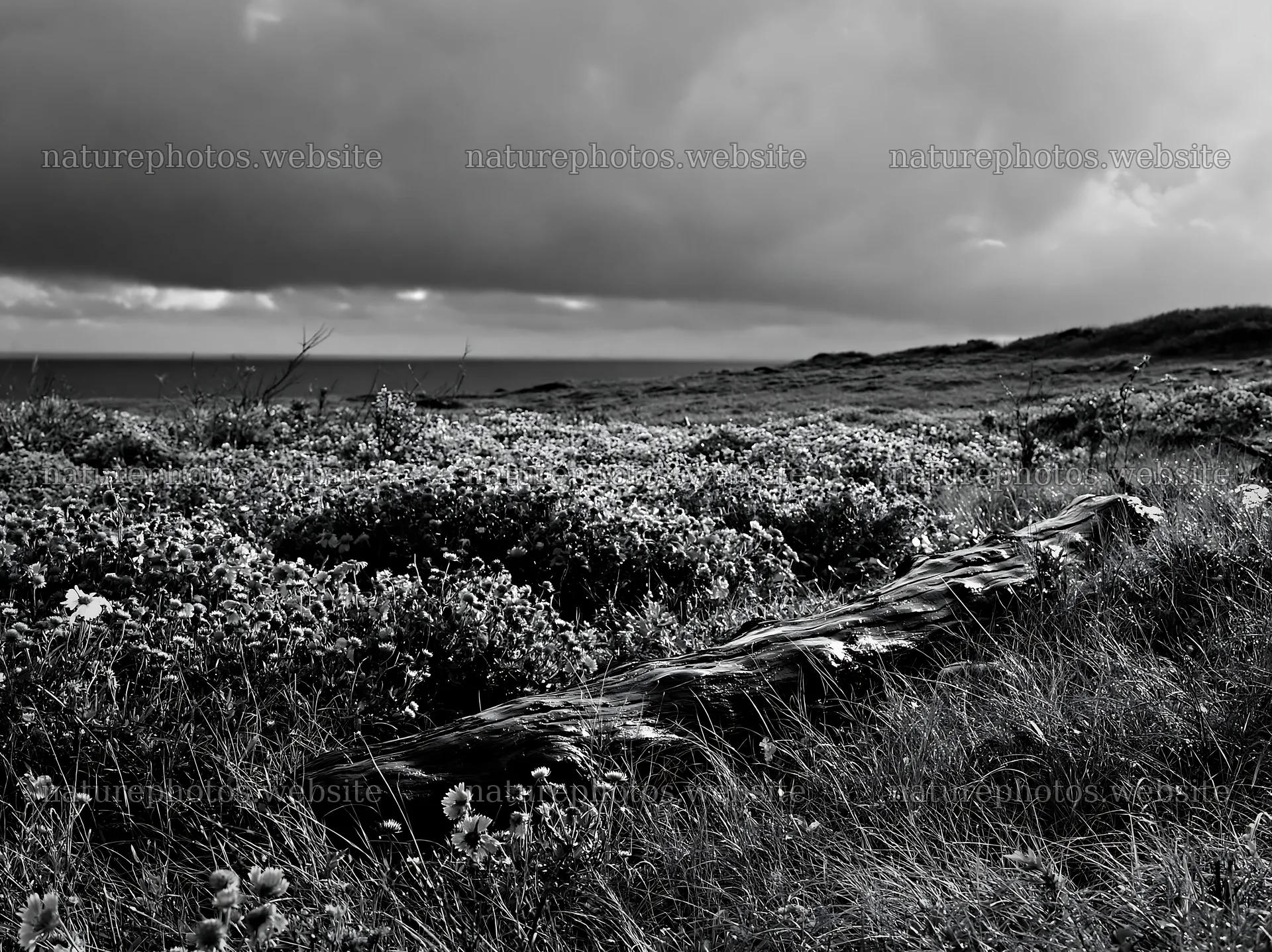 Chiba coastal climate meadow with driftwood in foreground – nature photos 9174x6866