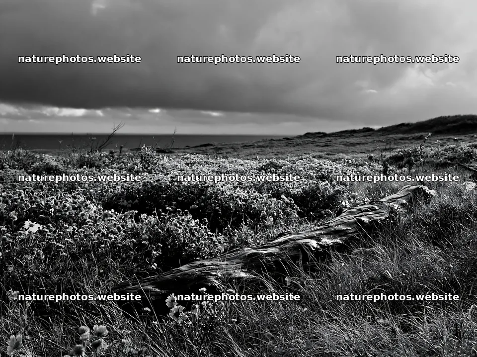 Chiba coastal climate meadow with driftwood in foreground – nature photos 9174x6866