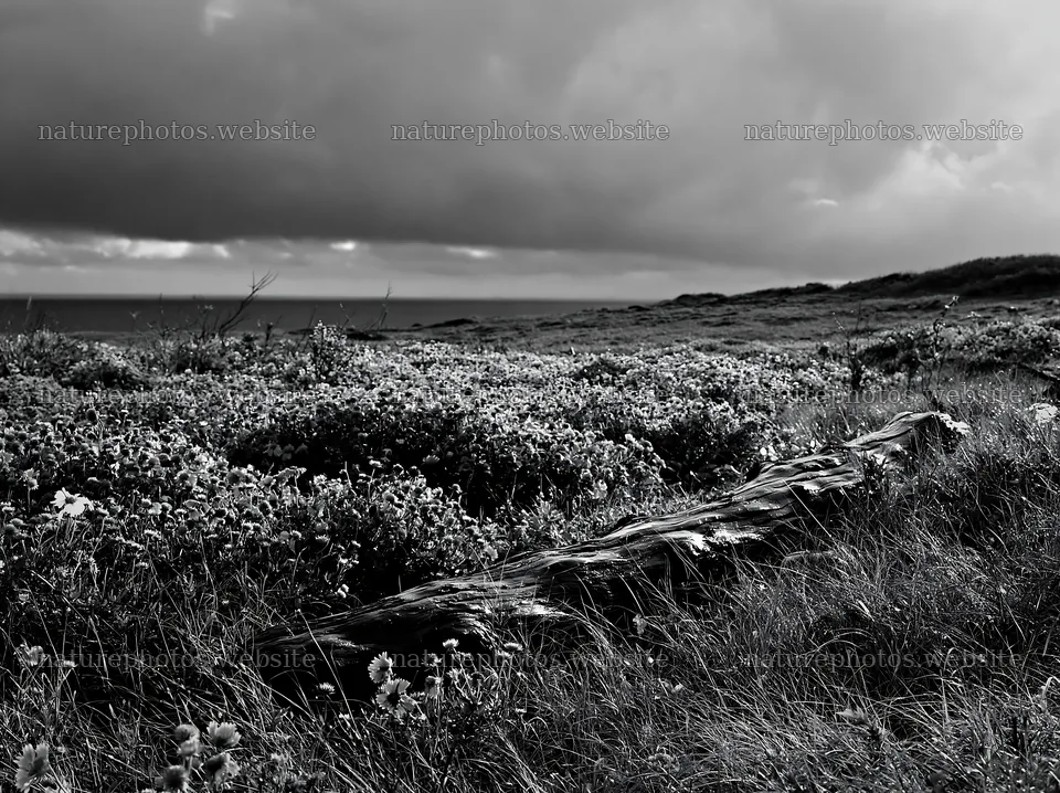 Chiba coastal climate meadow with driftwood in foreground – nature photos 9174x6866