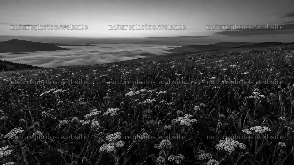 Monochrome Wildflower Meadow Above a Foggy Valley – nature photos 10324x5812