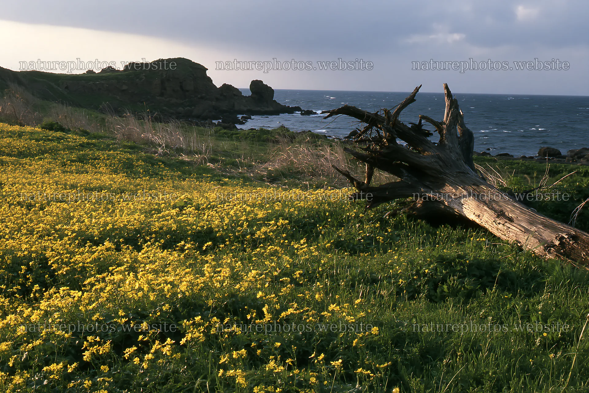 Ishikawa coastal meadow storm washed driftwood in a scenic spot – nature photos 9722x6480