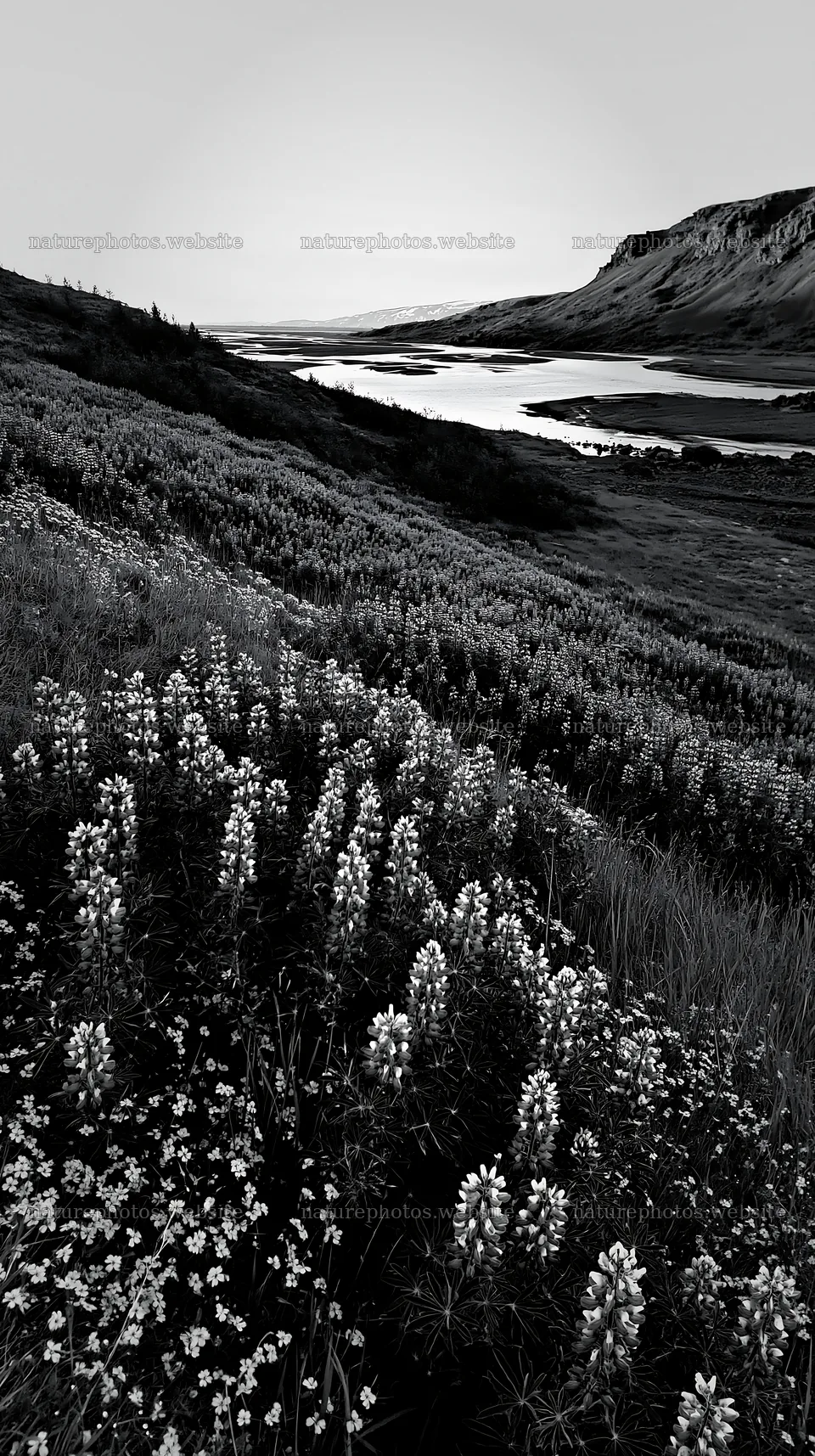 Regenerative meadow filled with purple flowers near a river – nature photos 5938x10608