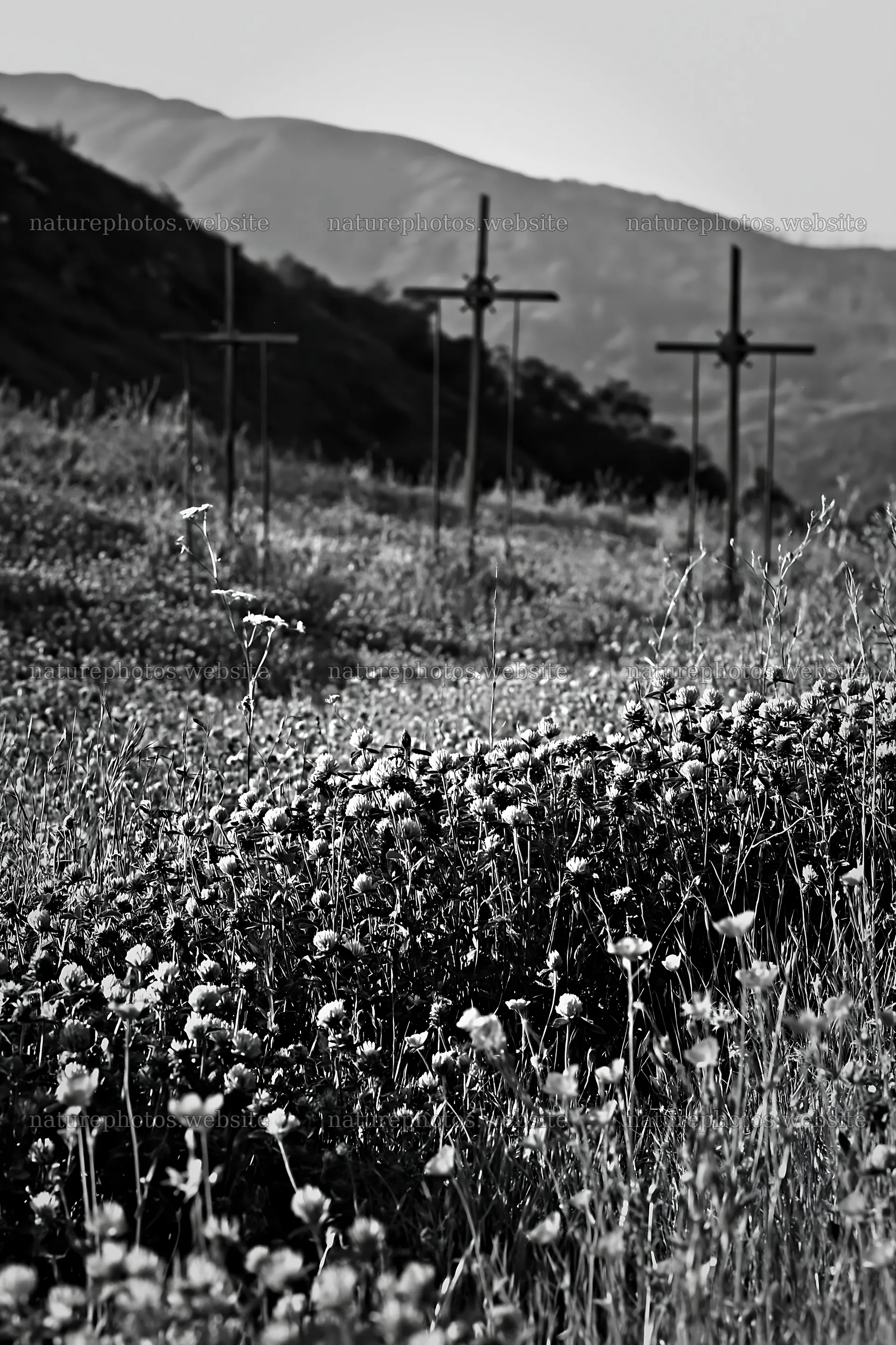Iron crosses in Advent meadow with flowers and mountains – nature photos 6480x9722
