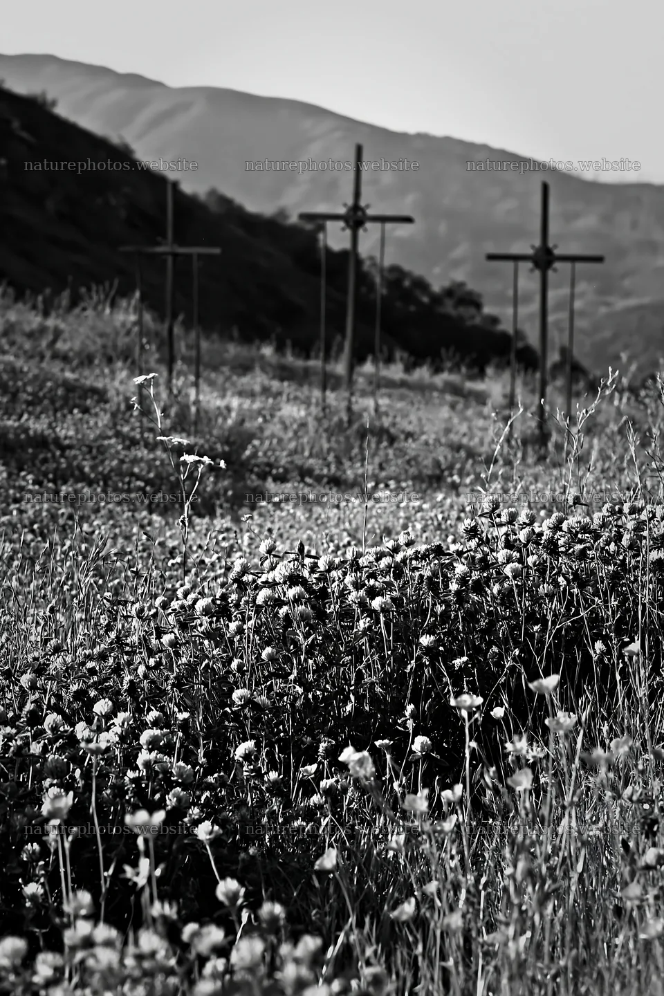 Iron crosses in Advent meadow with flowers and mountains – nature photos 6480x9722