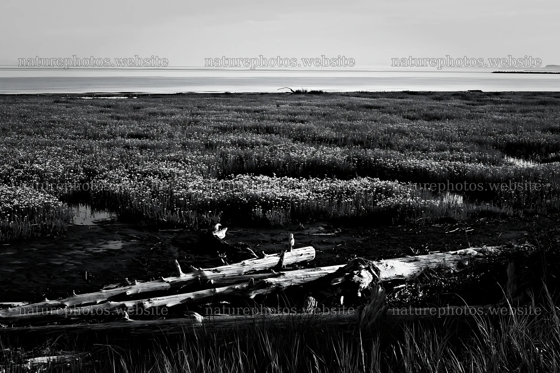 Chiba coastal climate meadow with driftwood in foreground – nature photos 9722x6480