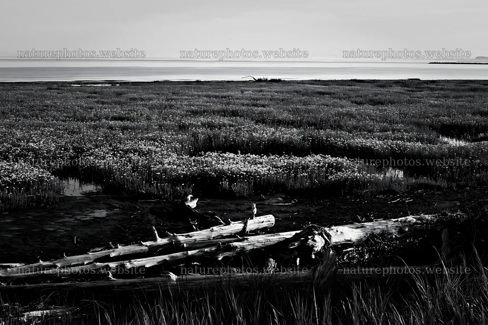 Chiba coastal climate meadow with driftwood in foreground – nature photos 9722x6480