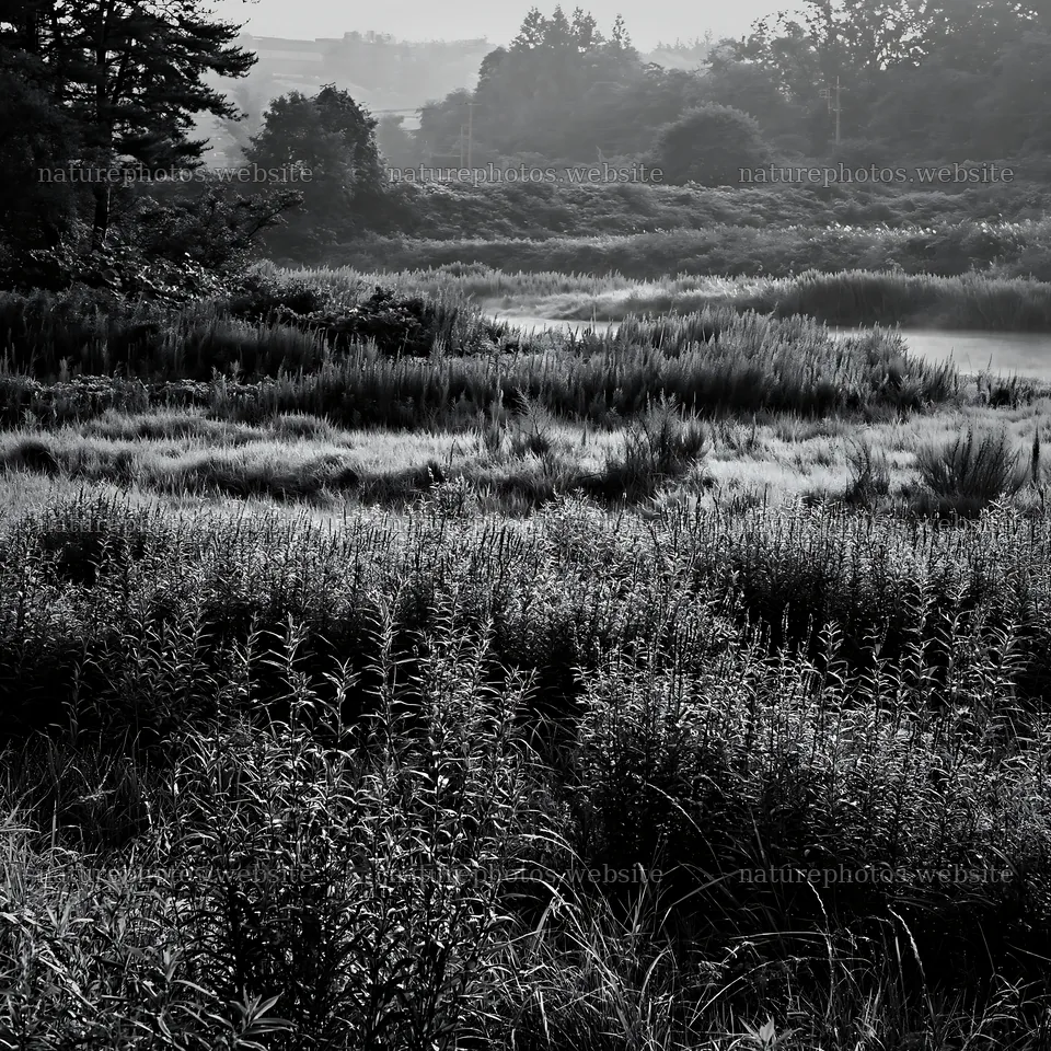 Niigata floodplain restoration meadow dew foreground – nature photos 7938x7938