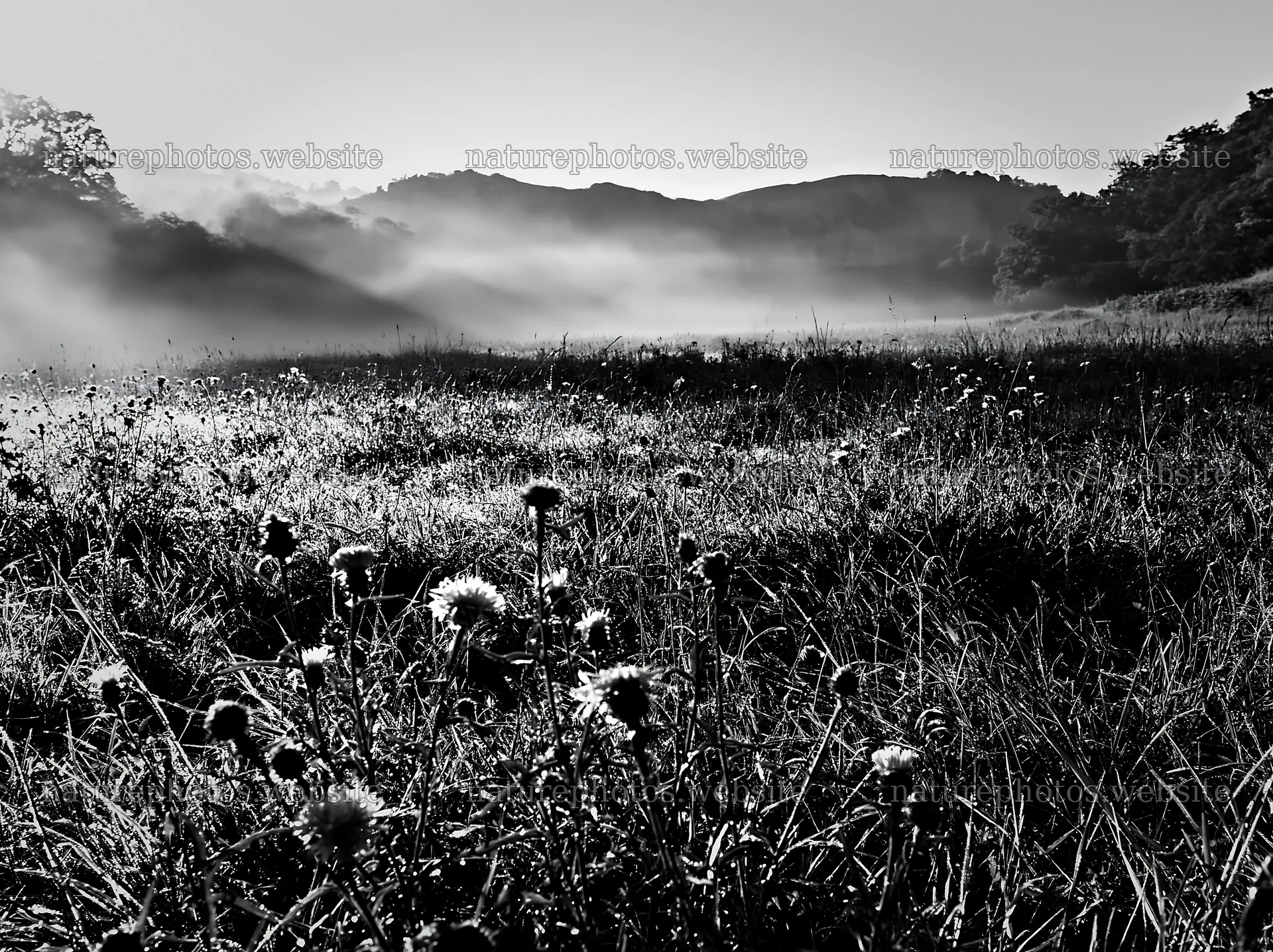 Meadow with knapweed under soft morning light – nature photos 9174x6866