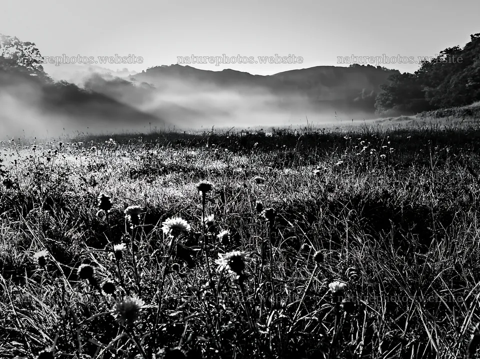 Meadow with knapweed under soft morning light – nature photos 9174x6866