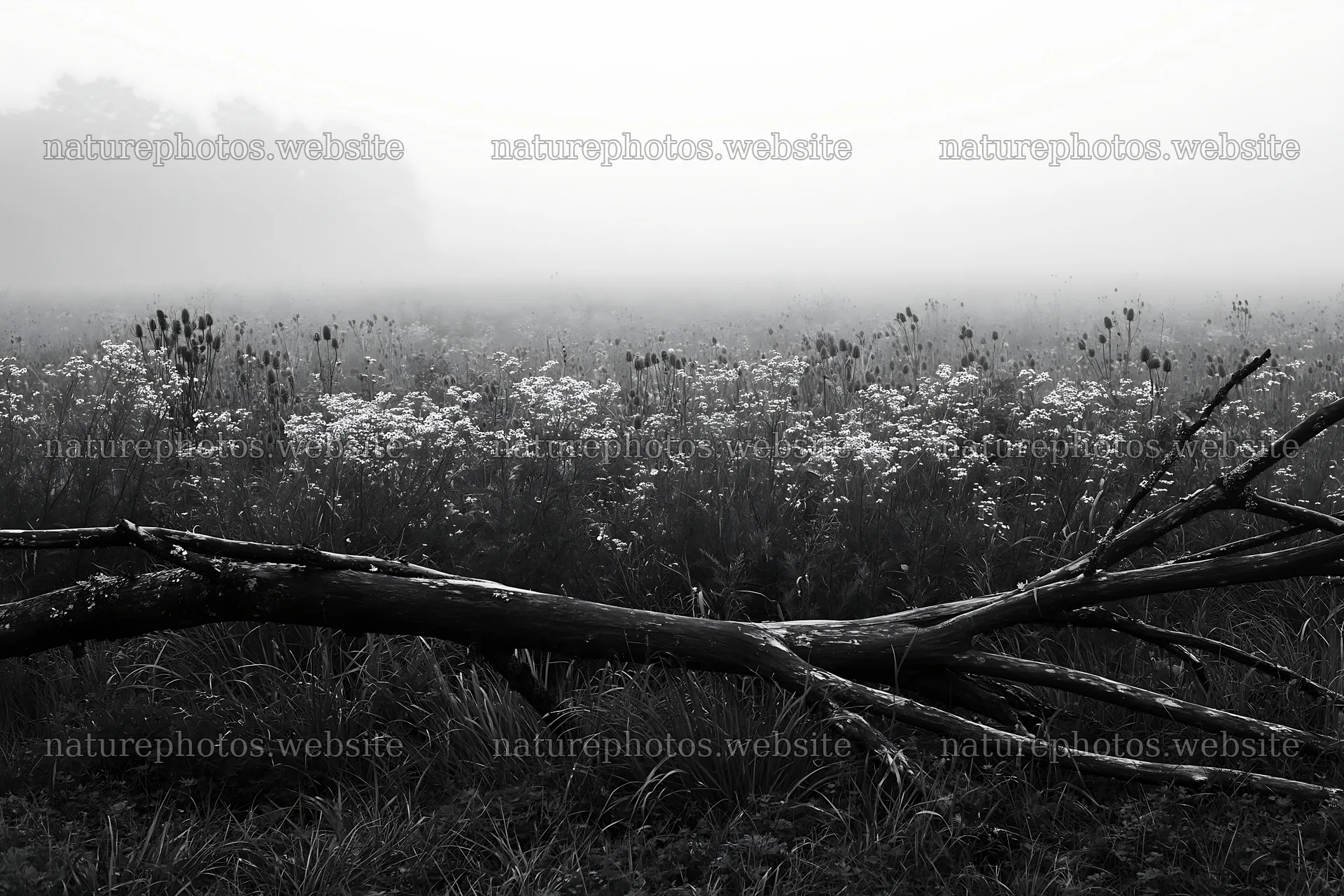 Yamagata rewilded meadow with fallen branch in foreground – nature photos 9722x6480