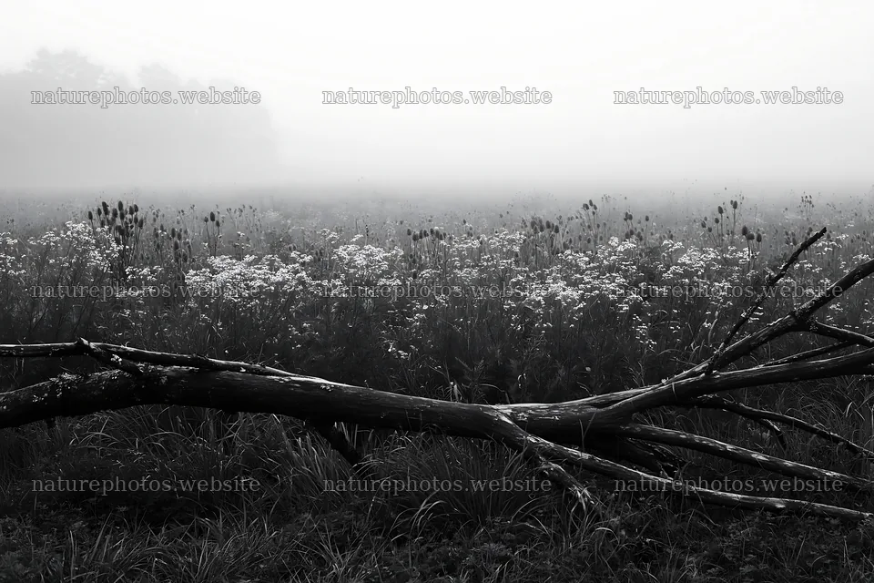 Yamagata rewilded meadow with fallen branch in foreground – nature photos 9722x6480