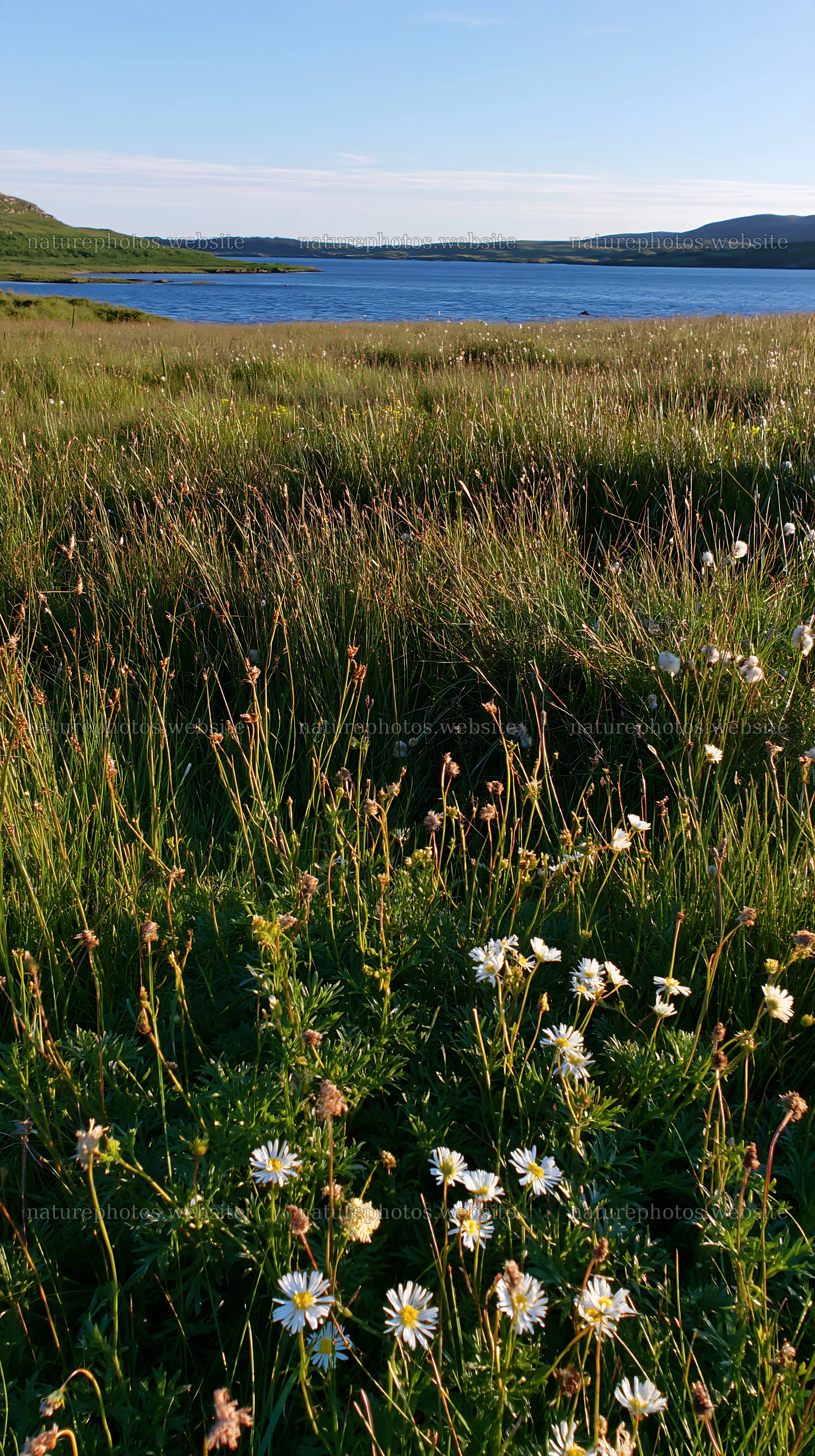 Sunlight on a meadow near the coast by the water – nature photos 5938x10608