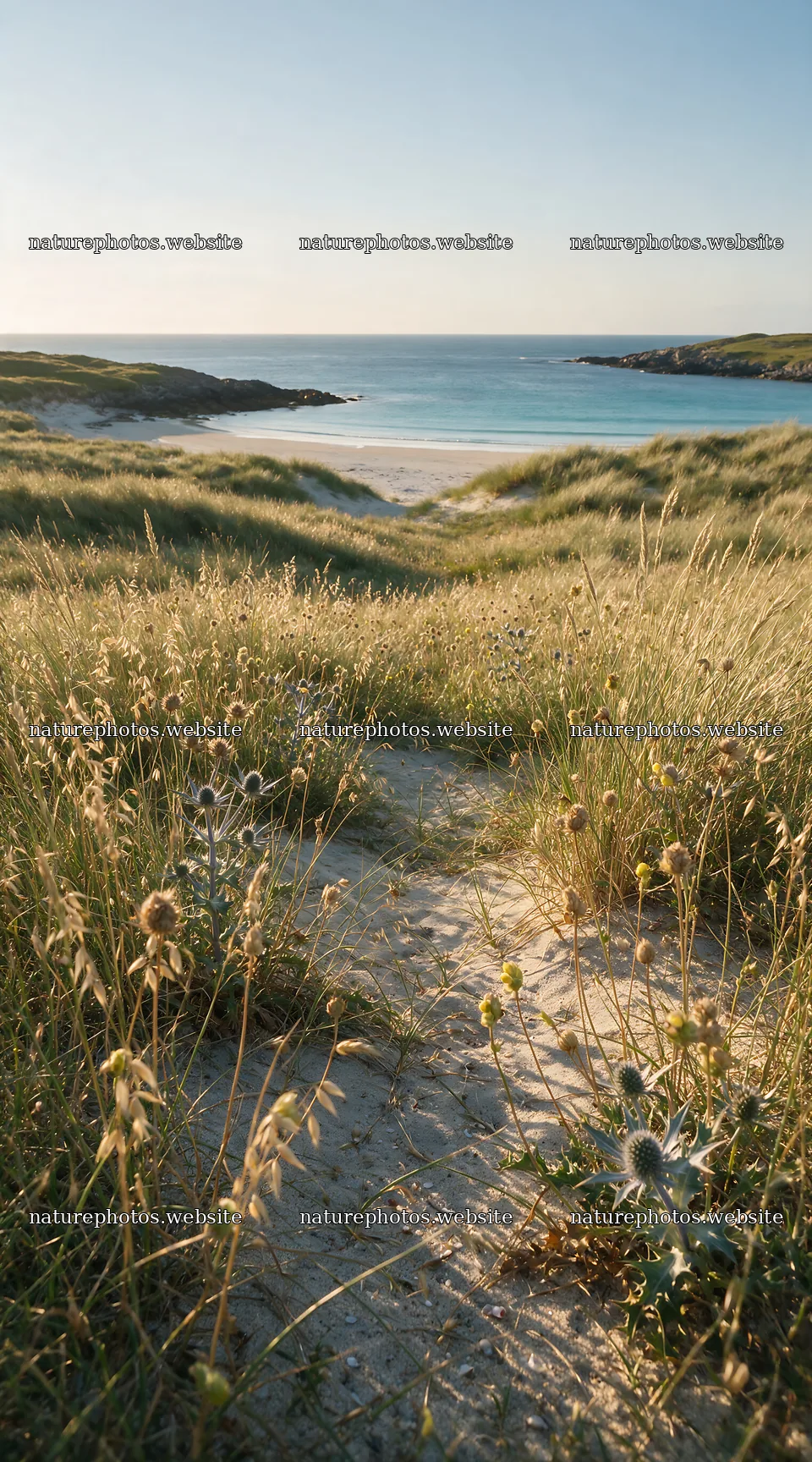 Seedhead meadow by the beach with a clear view of the water – nature photos 5916x10648