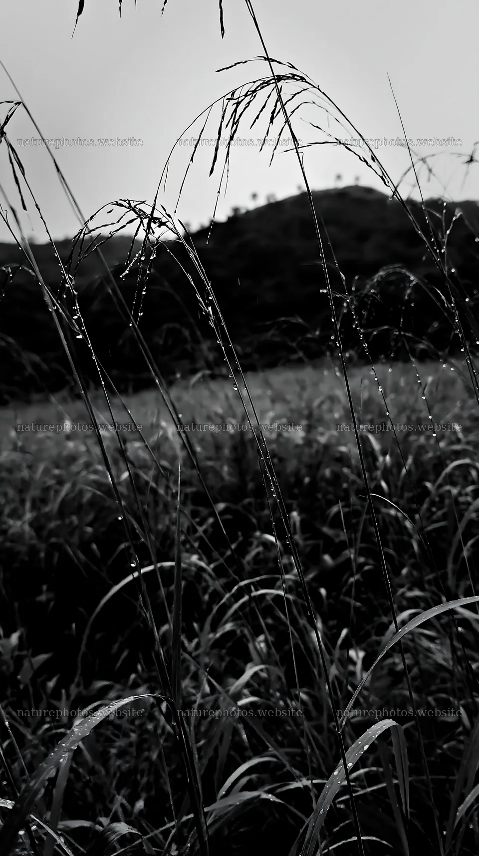 Kochi meadow with rain-beaded grasses during the monsoon – nature photos 5938x10608
