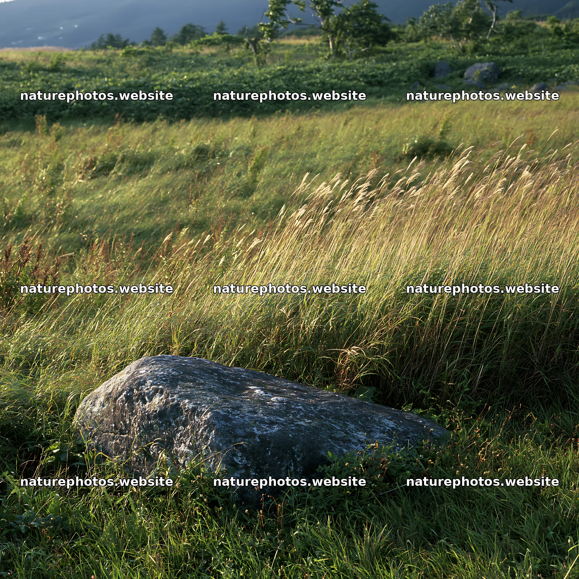 Aomori climate resilient meadow with boulder – nature photos 7938x7938