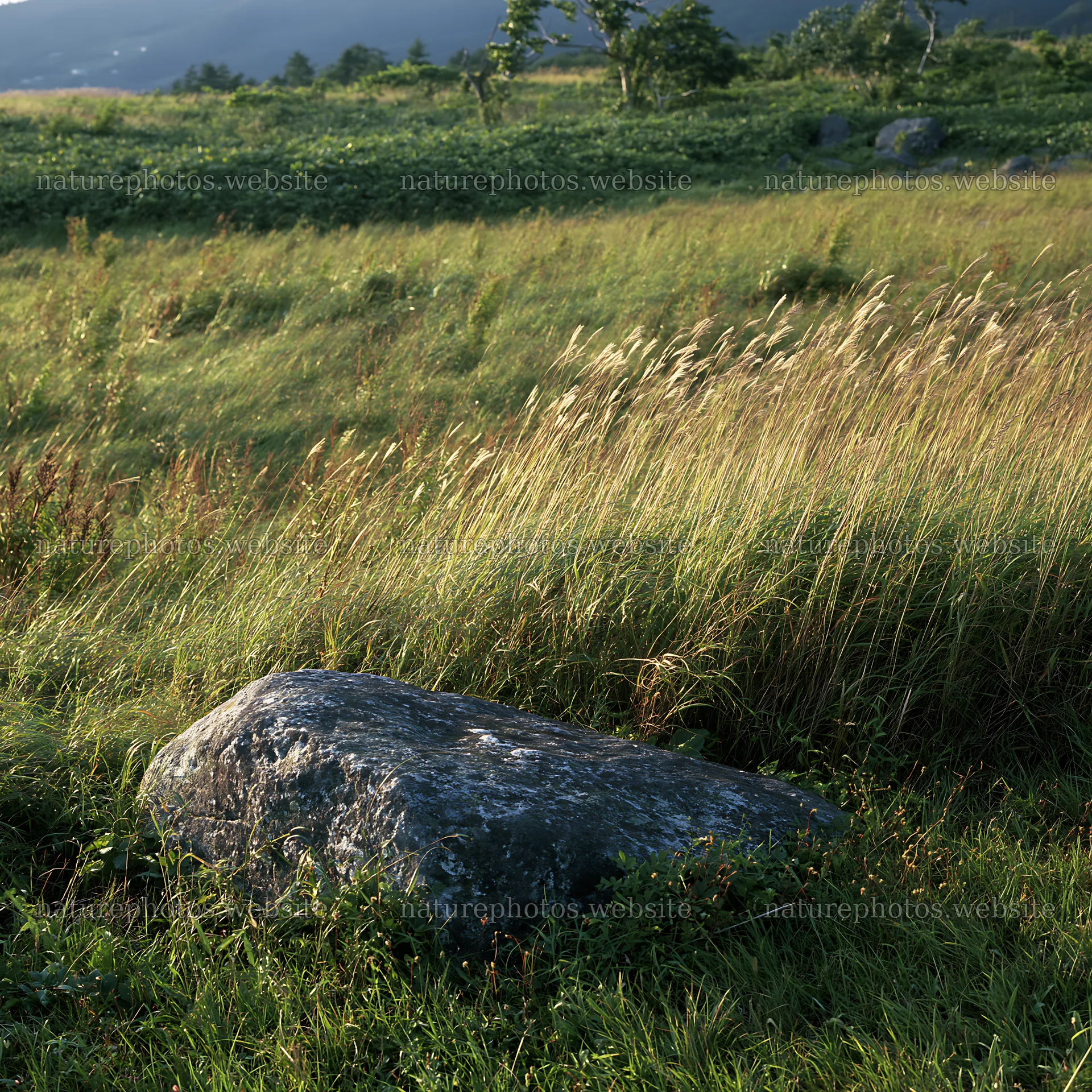 Aomori climate resilient meadow with boulder – nature photos 7938x7938