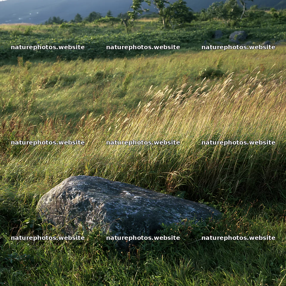 Aomori climate resilient meadow with boulder – nature photos 7938x7938