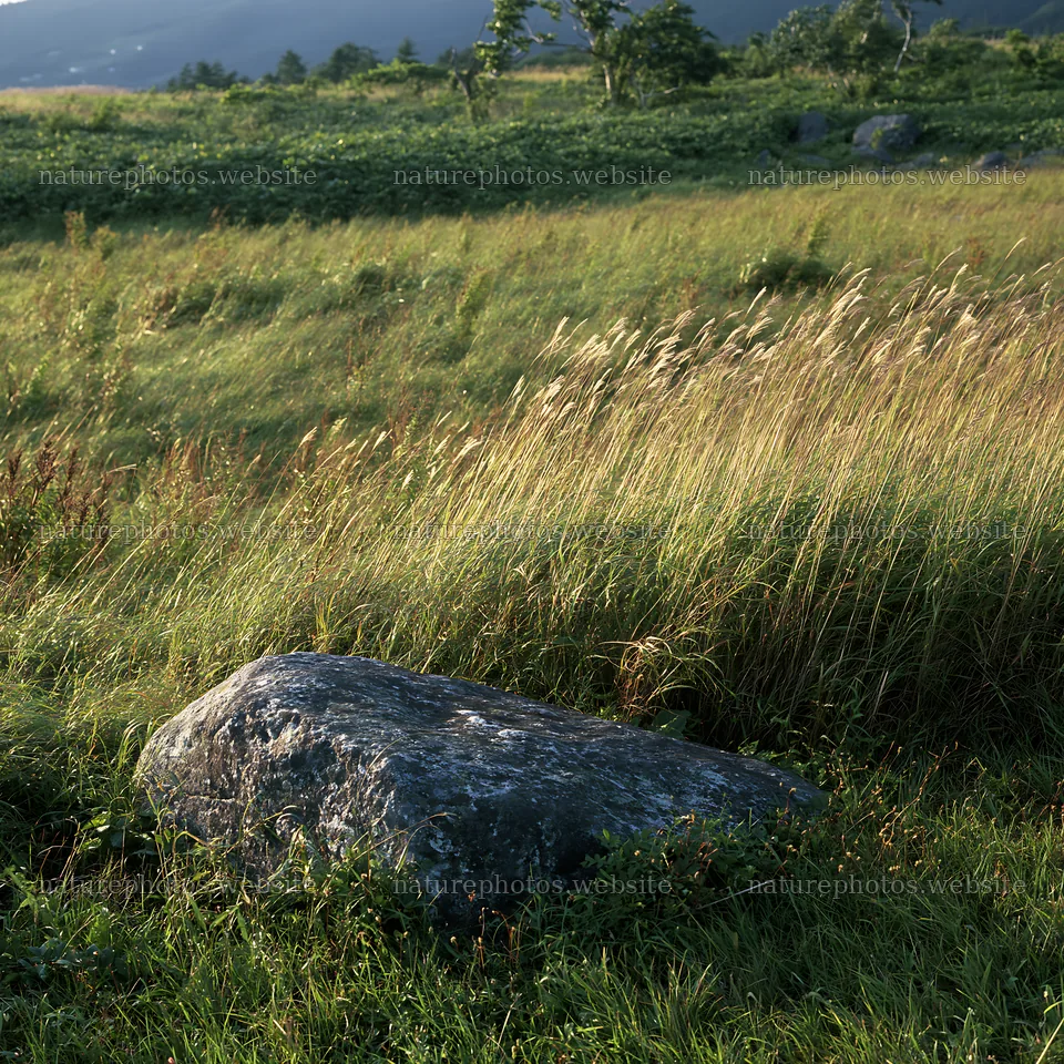 Aomori climate resilient meadow with boulder – nature photos 7938x7938