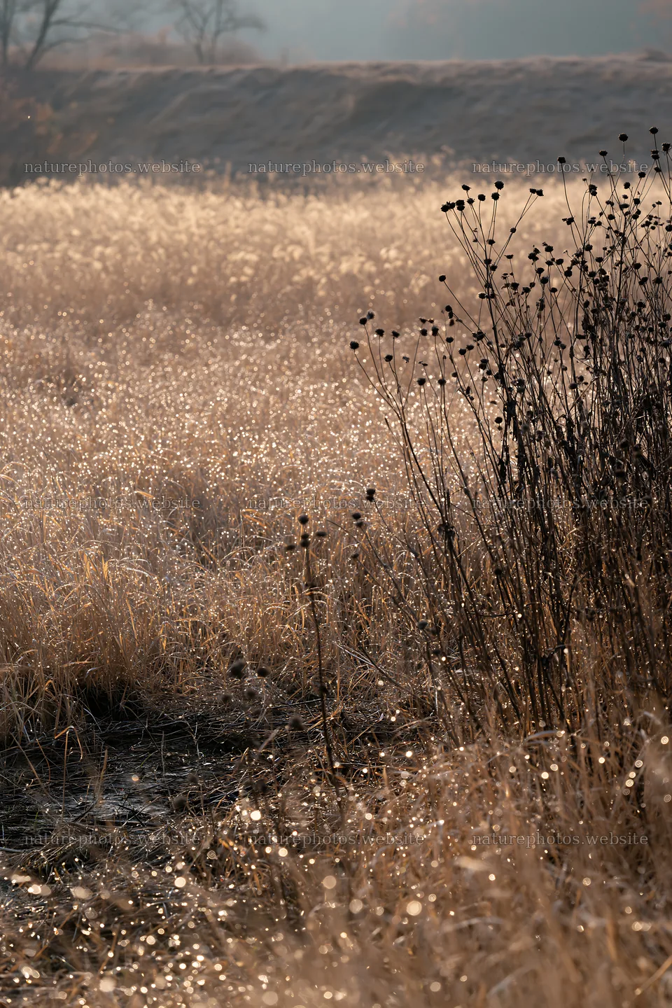 Niigata floodplain restoration meadow dew foreground – nature photos 6480x9722