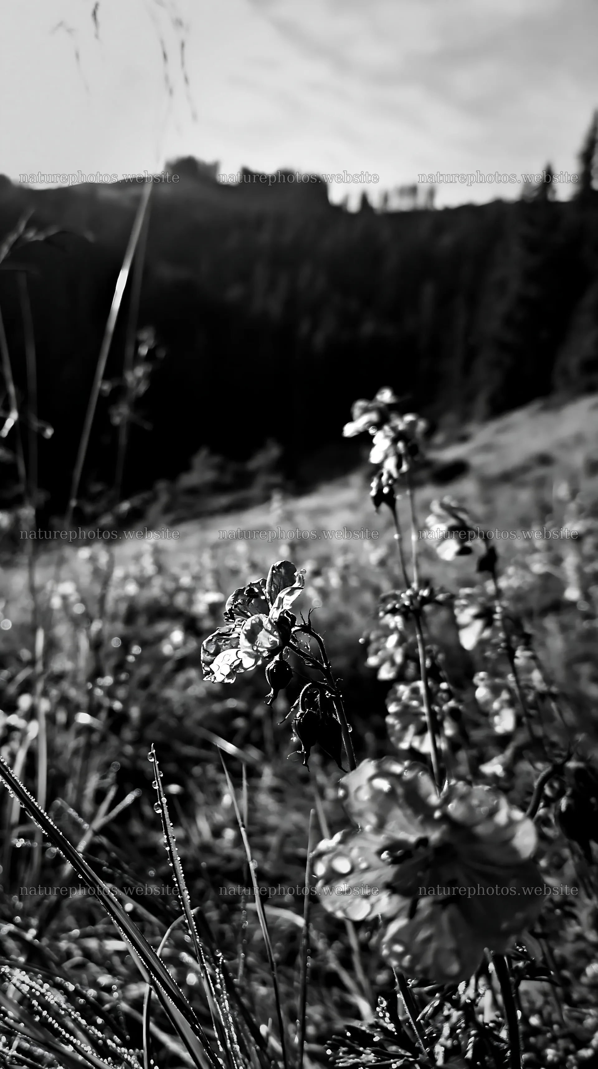 German foothill meadow with purple flowers in bright sunlight – nature photos 5938x10608