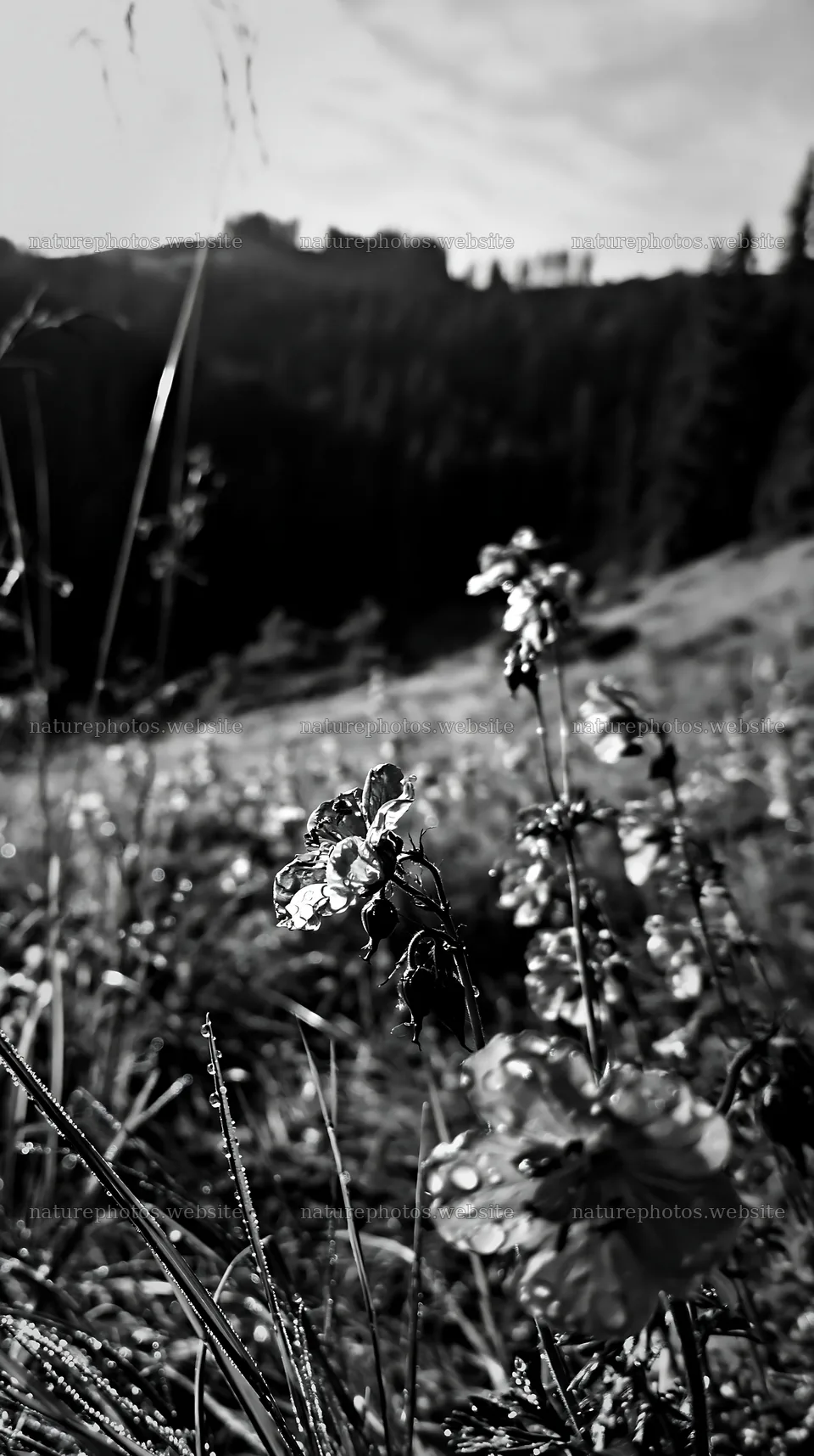 German foothill meadow with purple flowers in bright sunlight – nature photos 5938x10608
