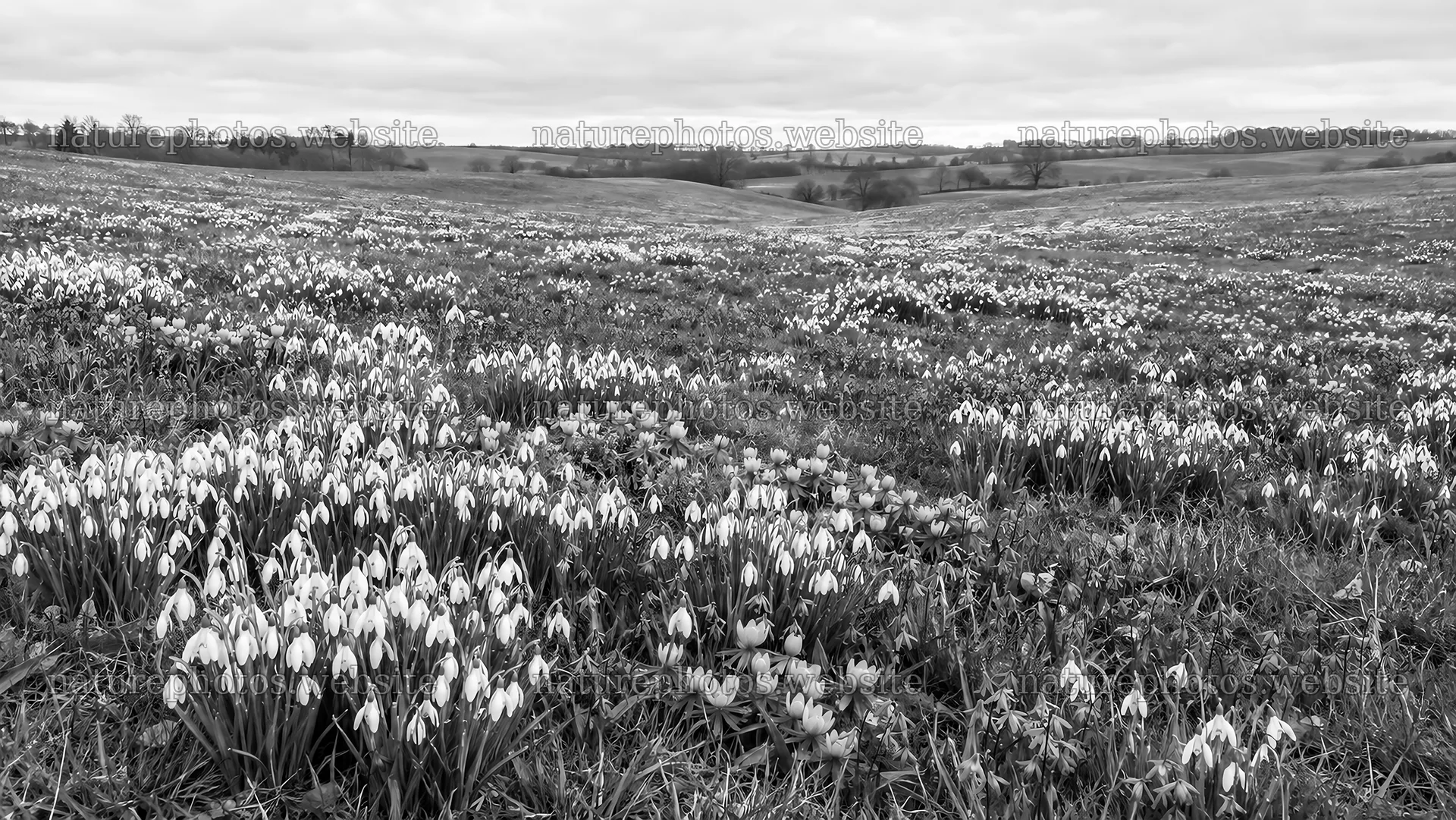 Monochrome Meadow Filled with Spring Bulbs – nature photos 10324x5812