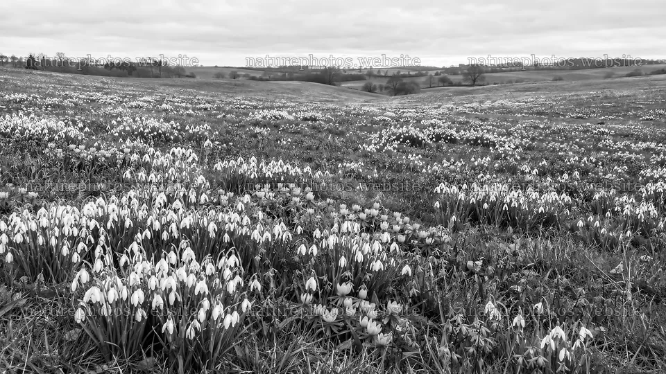 Monochrome Meadow Filled with Spring Bulbs – nature photos 10324x5812