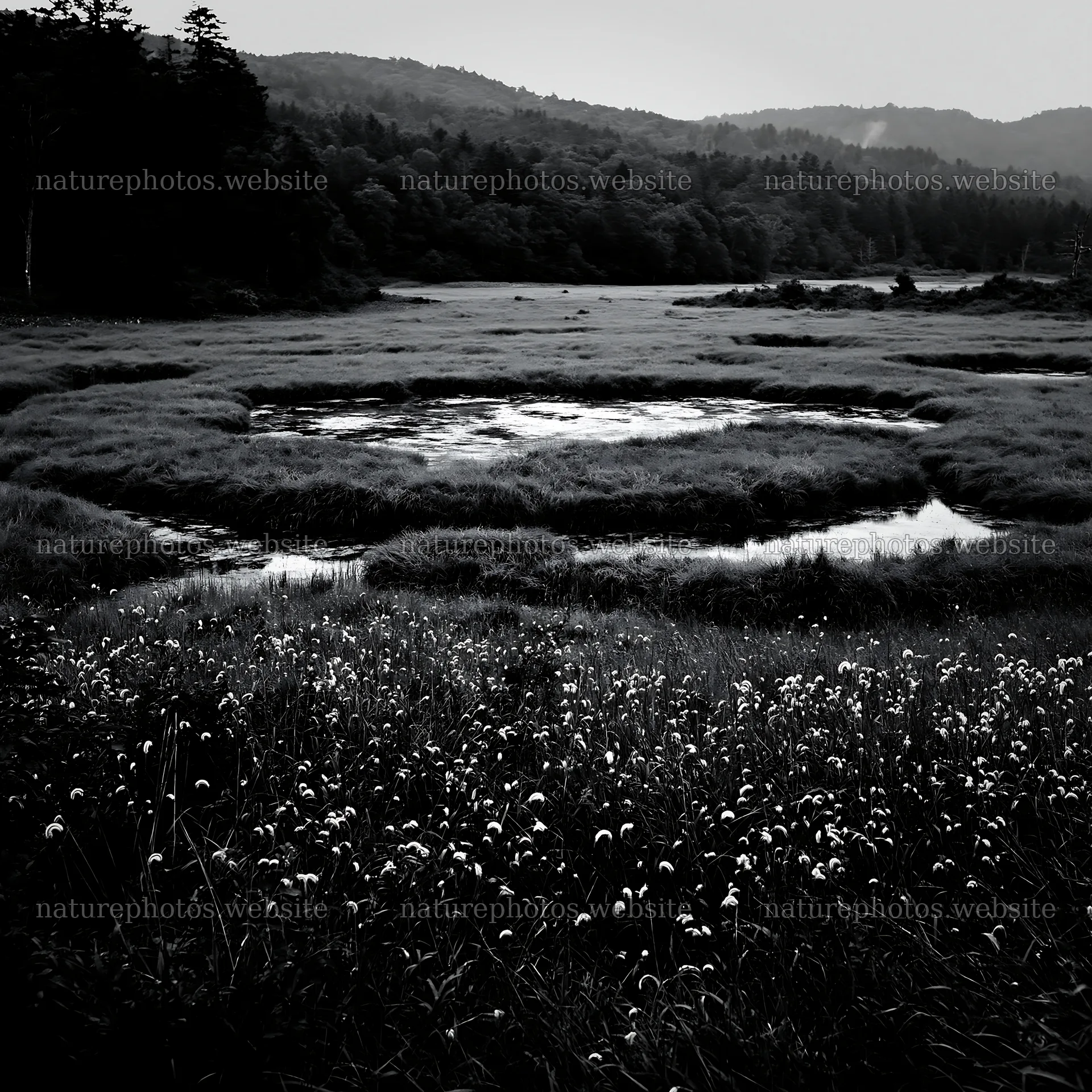 Iwate rain refreshed meadow seedhead foreground – nature photos 7938x7938