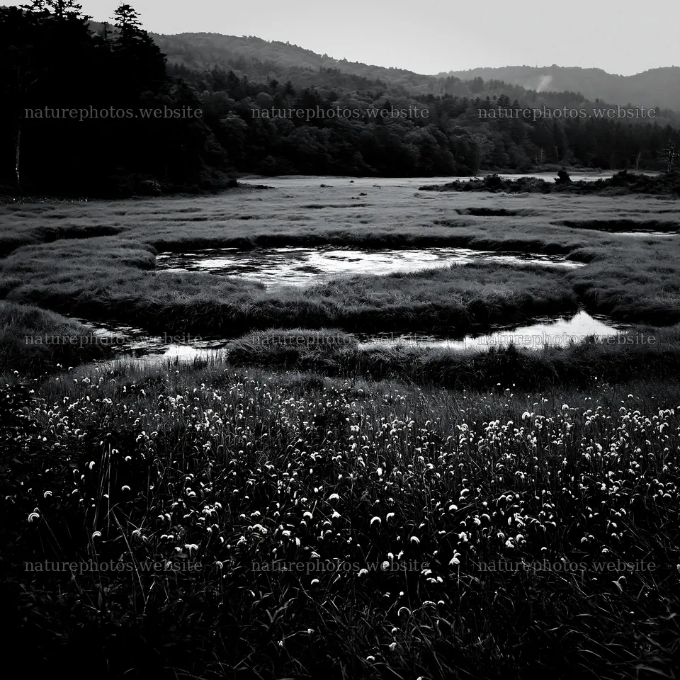 Iwate rain refreshed meadow seedhead foreground – nature photos 7938x7938