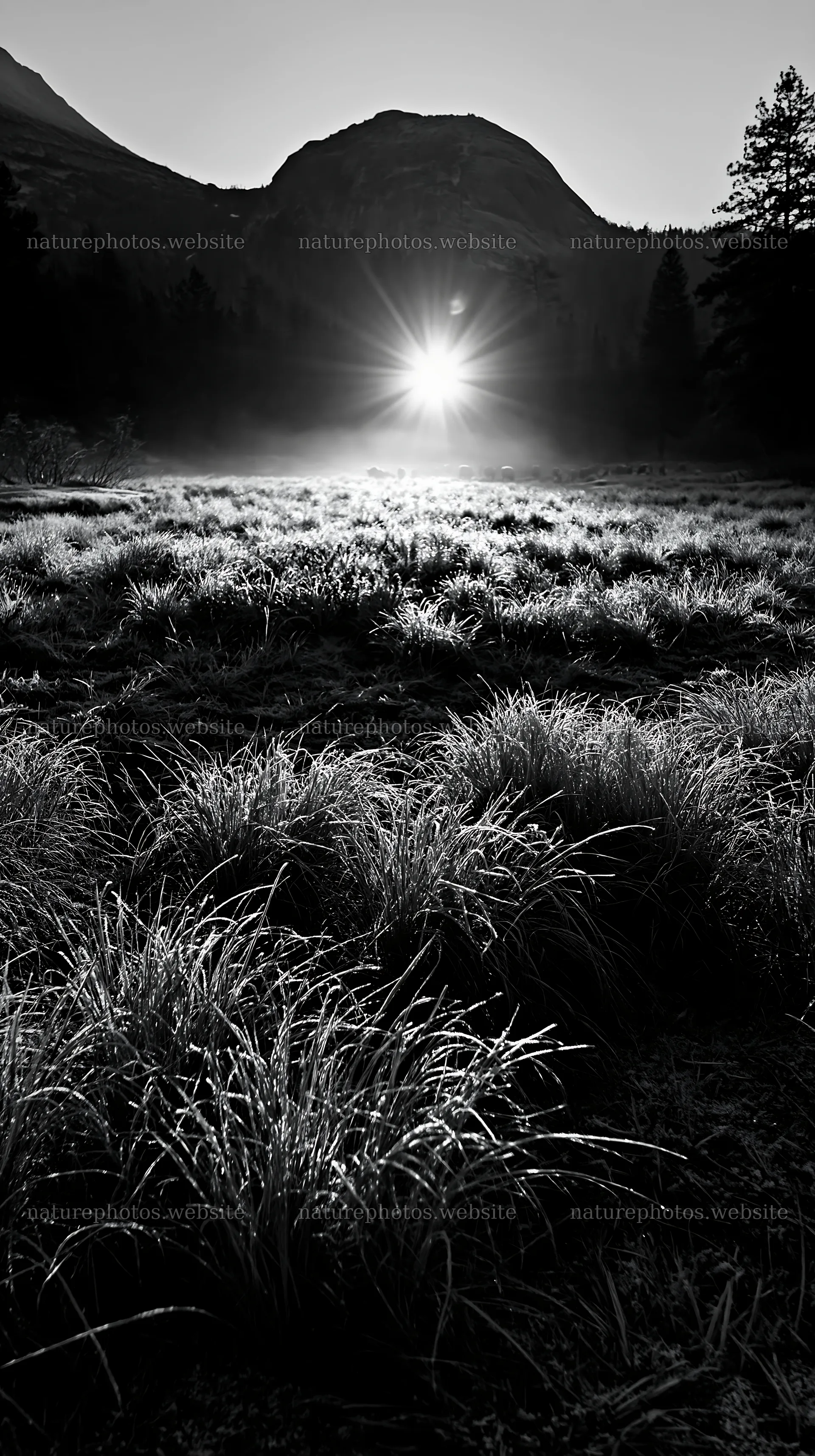 Frosty meadow at sunrise with mountain backdrop – nature photos 5938x10608