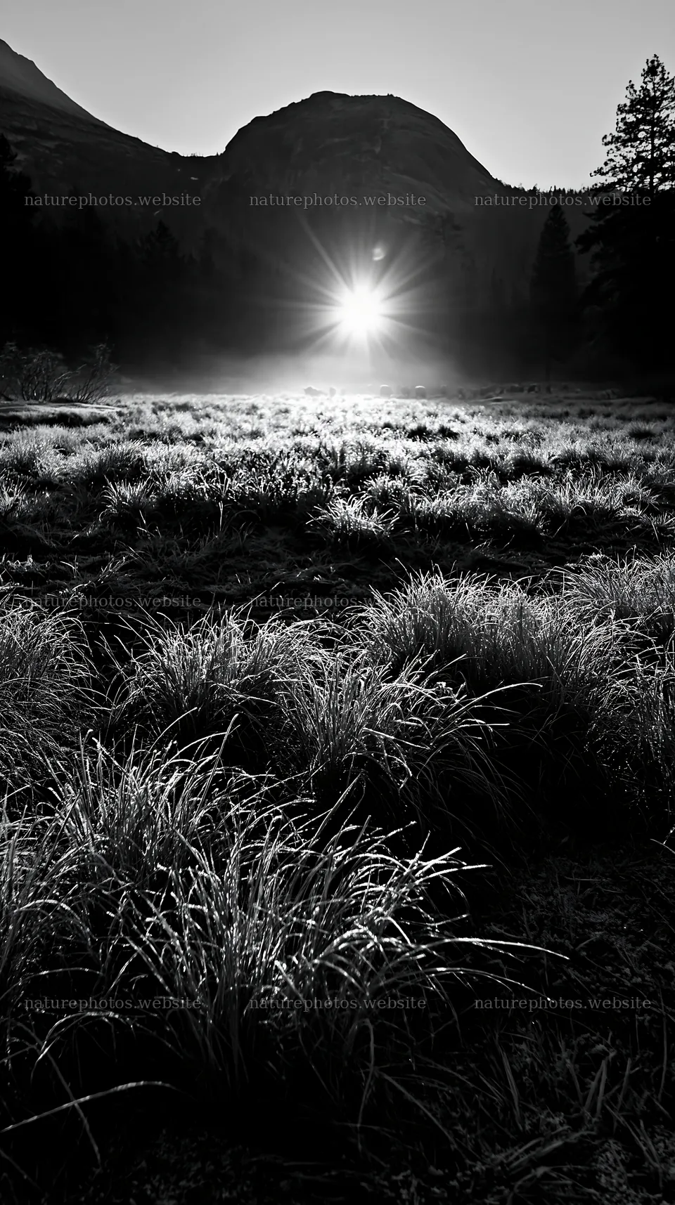 Frosty meadow at sunrise with mountain backdrop – nature photos 5938x10608