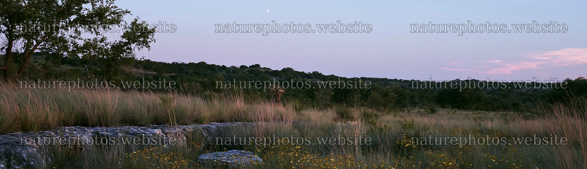 Drought-tolerant meadow with plants and stones at sunset – nature photos 14762x4268