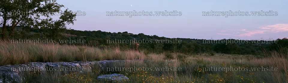 Drought-tolerant meadow with plants and stones at sunset – nature photos 14762x4268