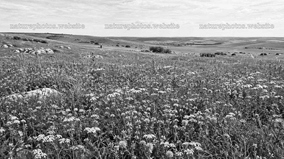Black and White Wildflower Meadow Landscape – nature photos 10324x5812